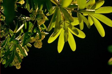 Hoa sữathôi rơi