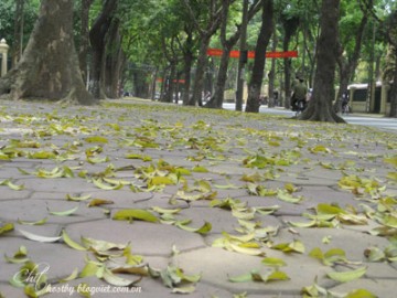 Mùa xà cừ đổ lá
